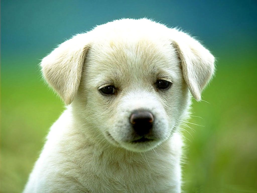 Cute Dog Wallpaper Wallpapers