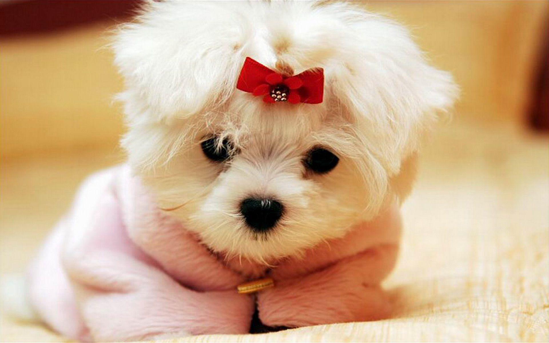 Cute Dog Wallpapers Wallpapers