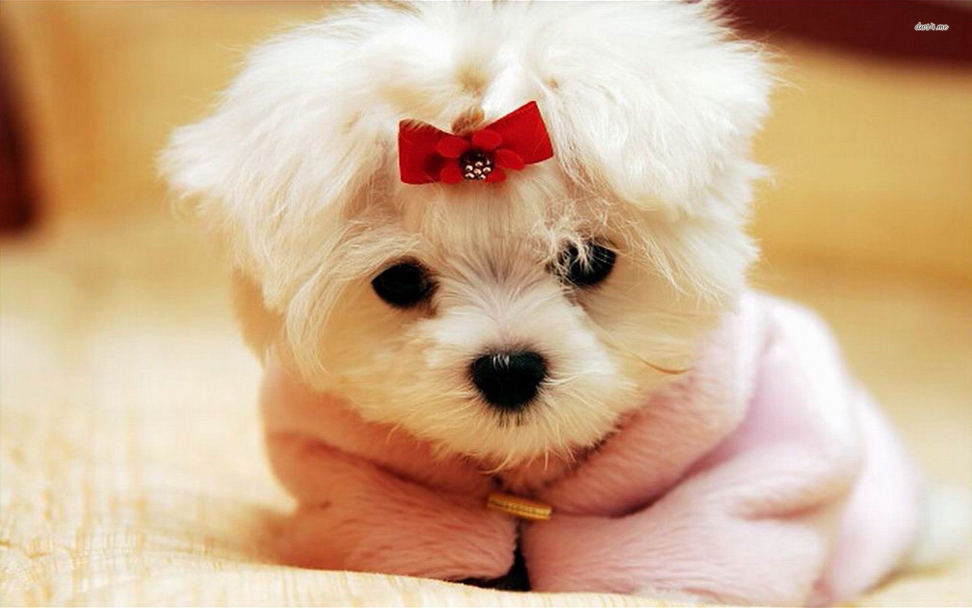 Cute Dogs And Puppies Wallpaper Wallpapers