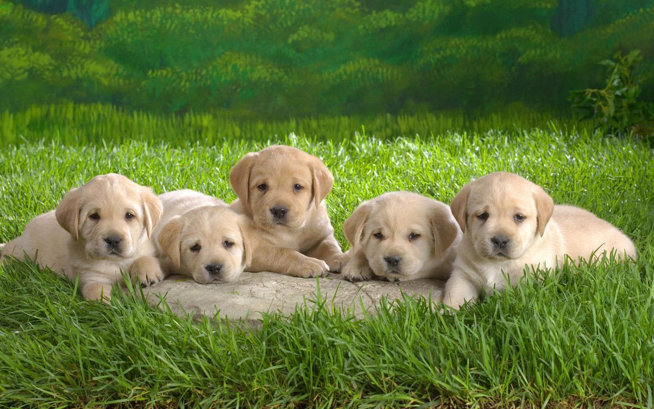 Cute Dogs And Puppies Wallpaper Wallpapers