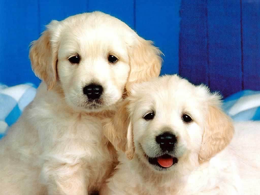 Cute Dogs And Puppies Wallpaper Wallpapers