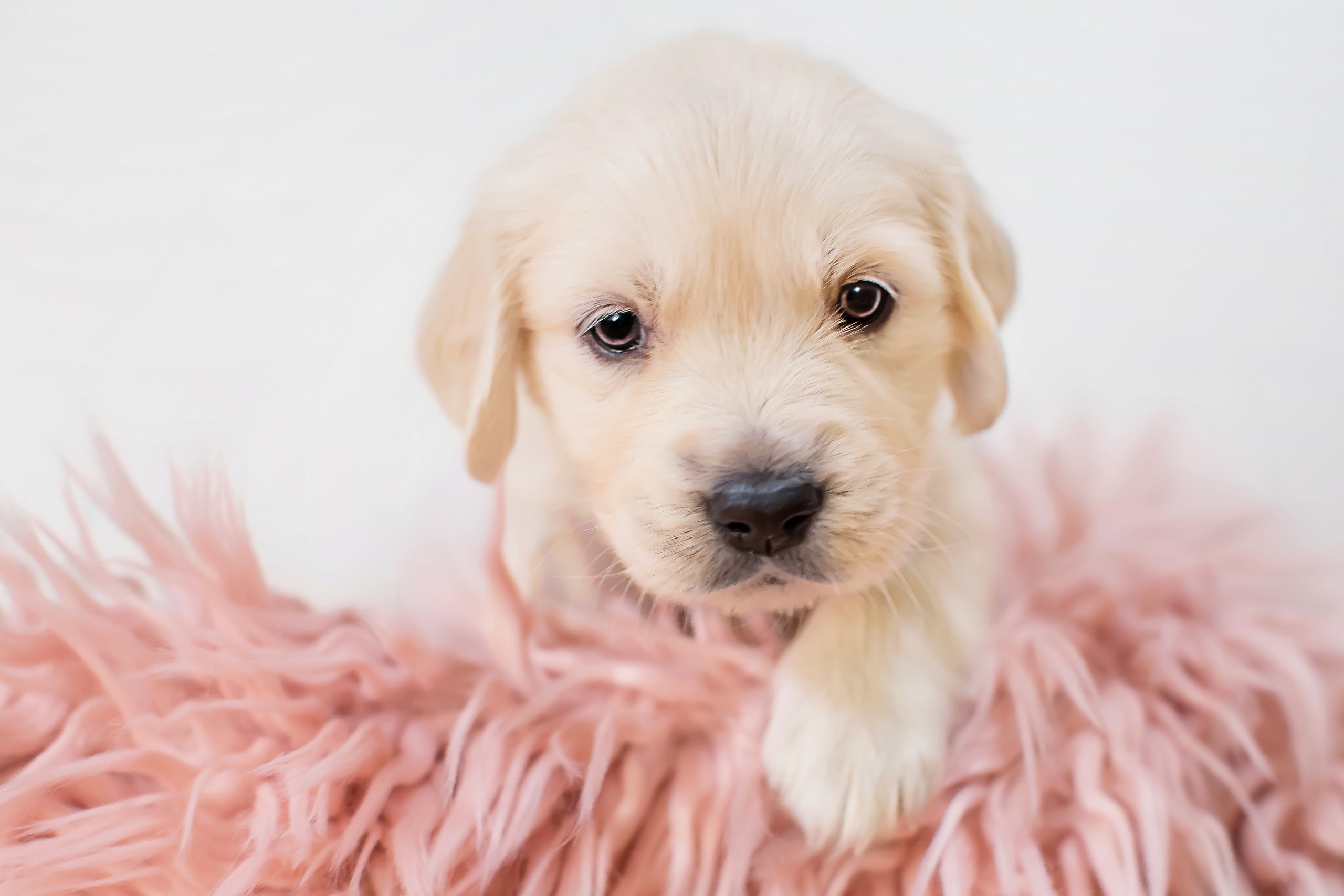 Cute Dogs And Puppies Wallpaper Wallpapers