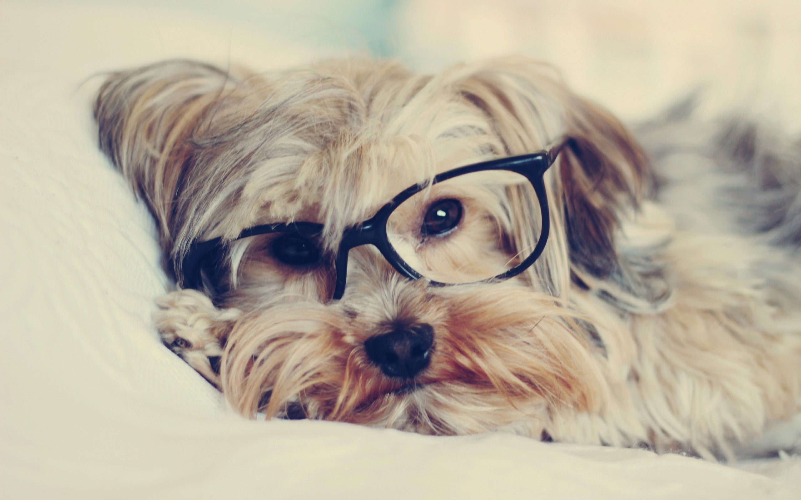 Cute Dogs With Glasses Wallpapers