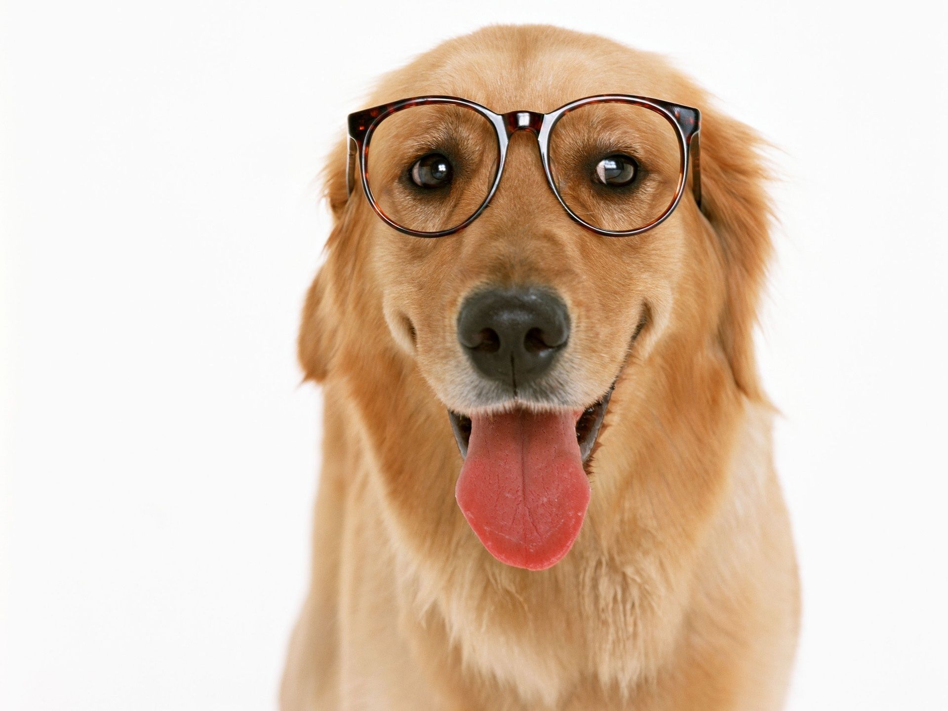 Cute Dogs With Glasses Wallpapers