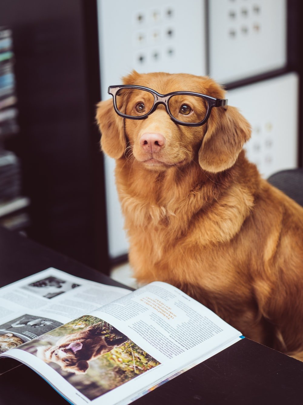 Cute Dogs With Glasses Wallpapers