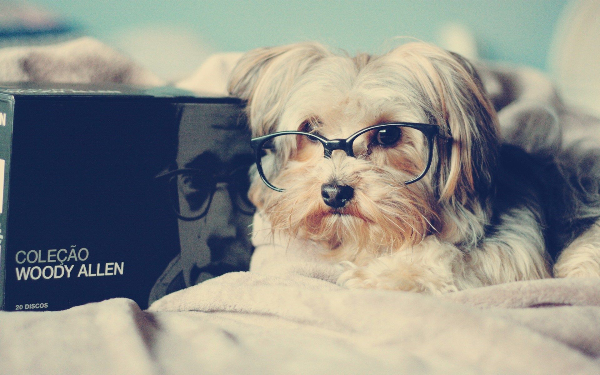 Cute Dogs With Glasses Wallpapers