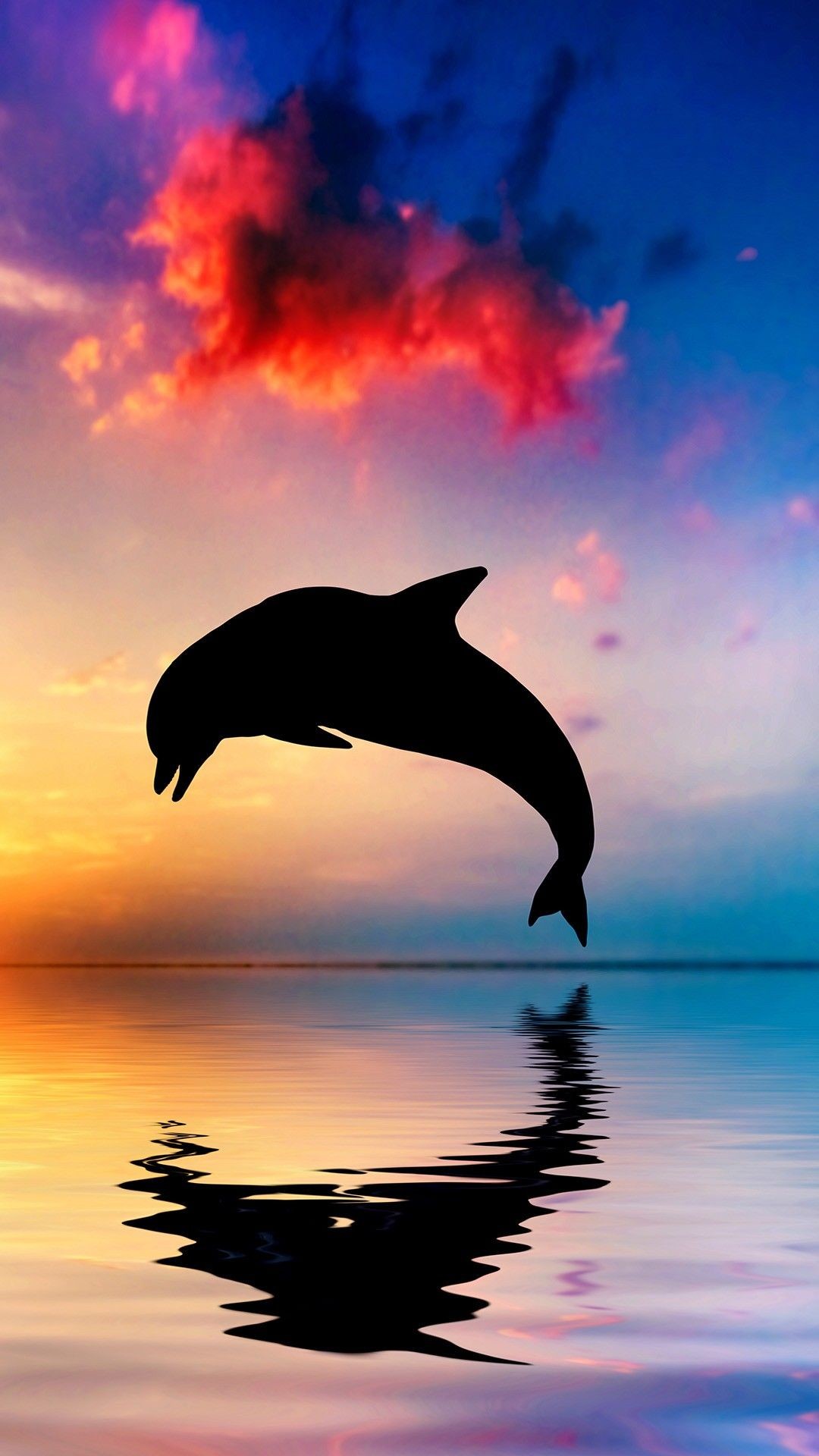 Cute Dolphin Wallpapers