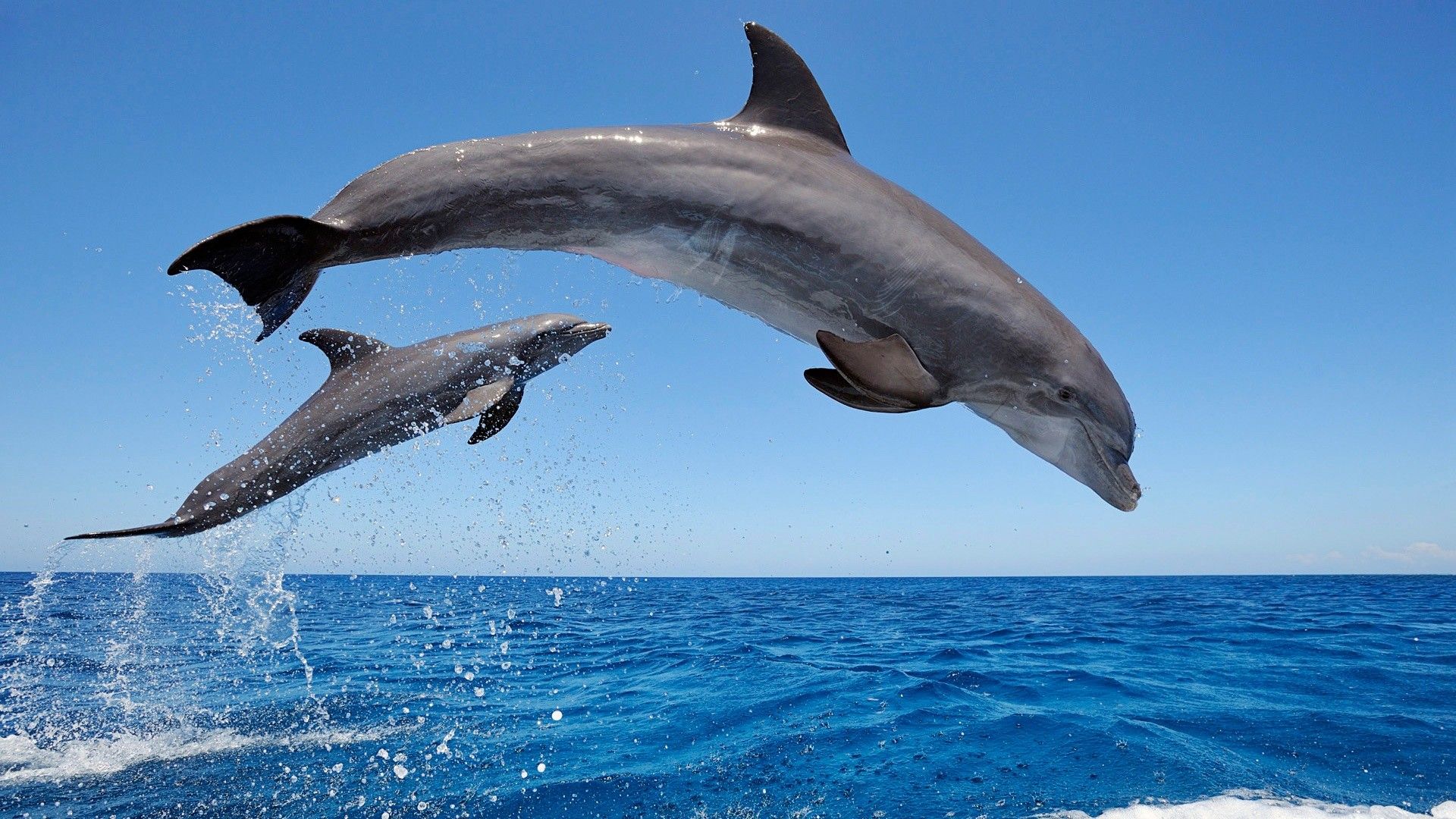 Cute Dolphin Wallpapers