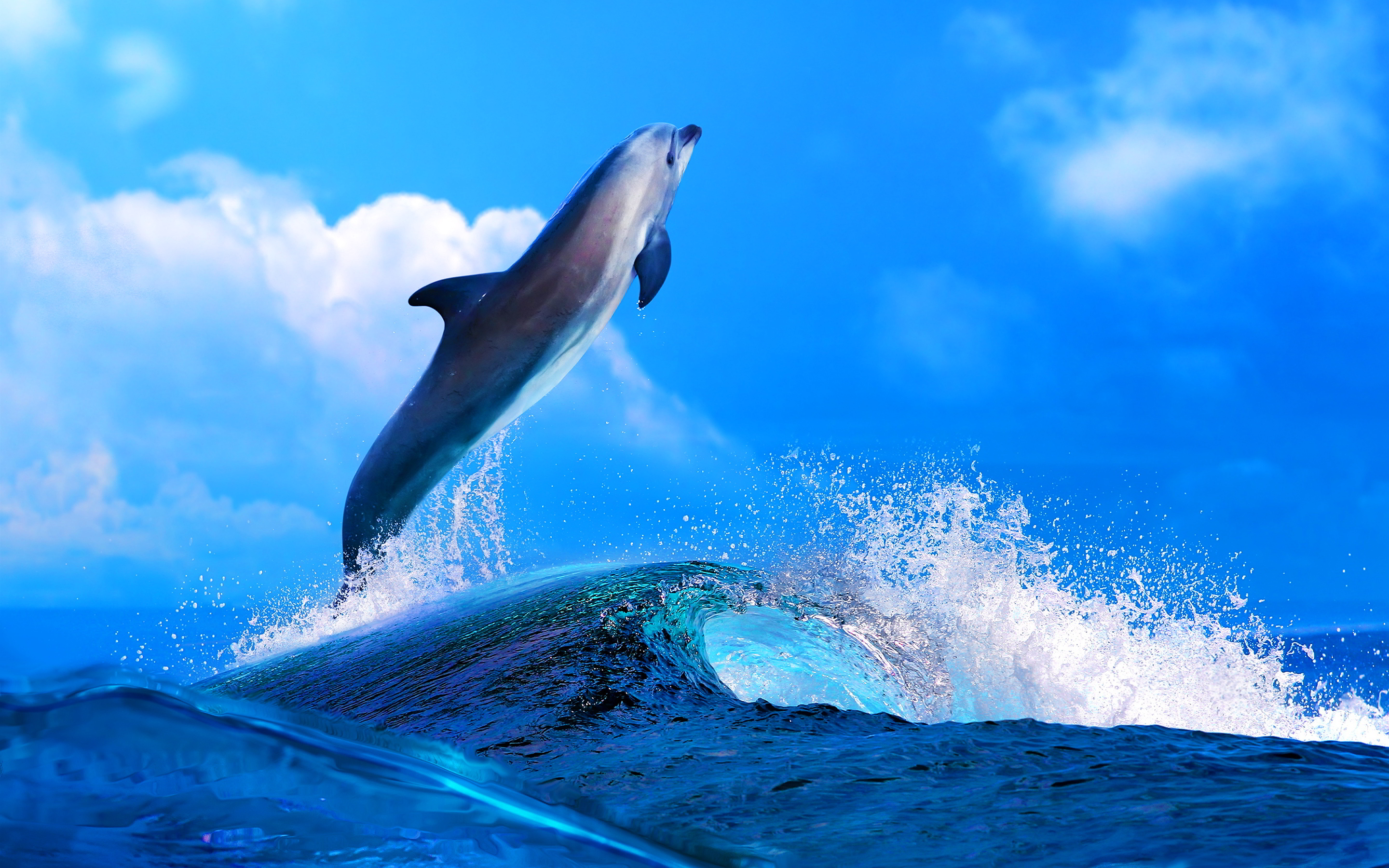 Cute Dolphin Wallpapers