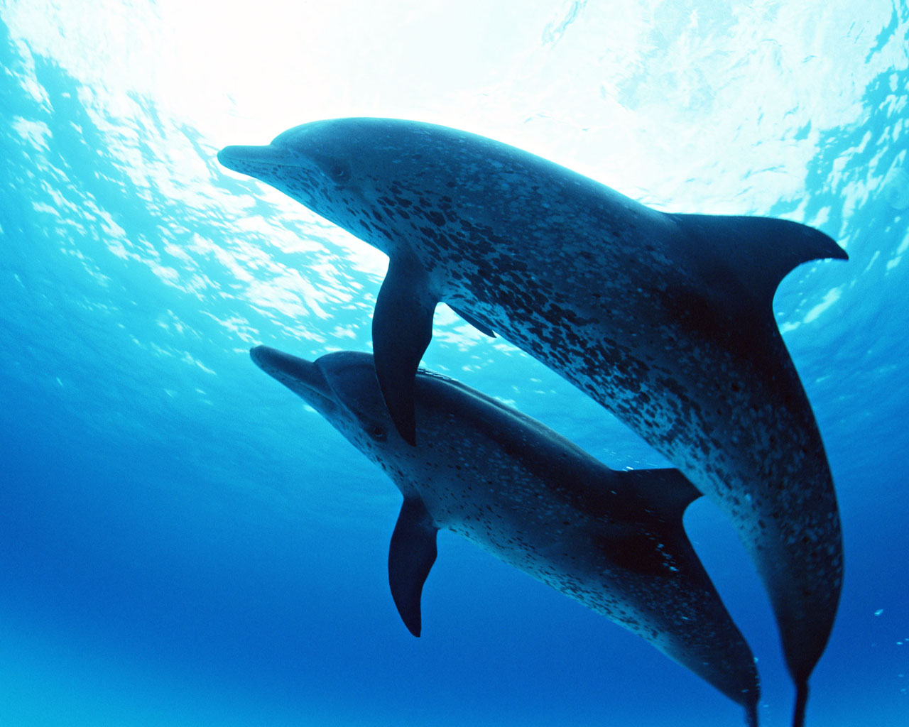 Cute Dolphin Wallpapers