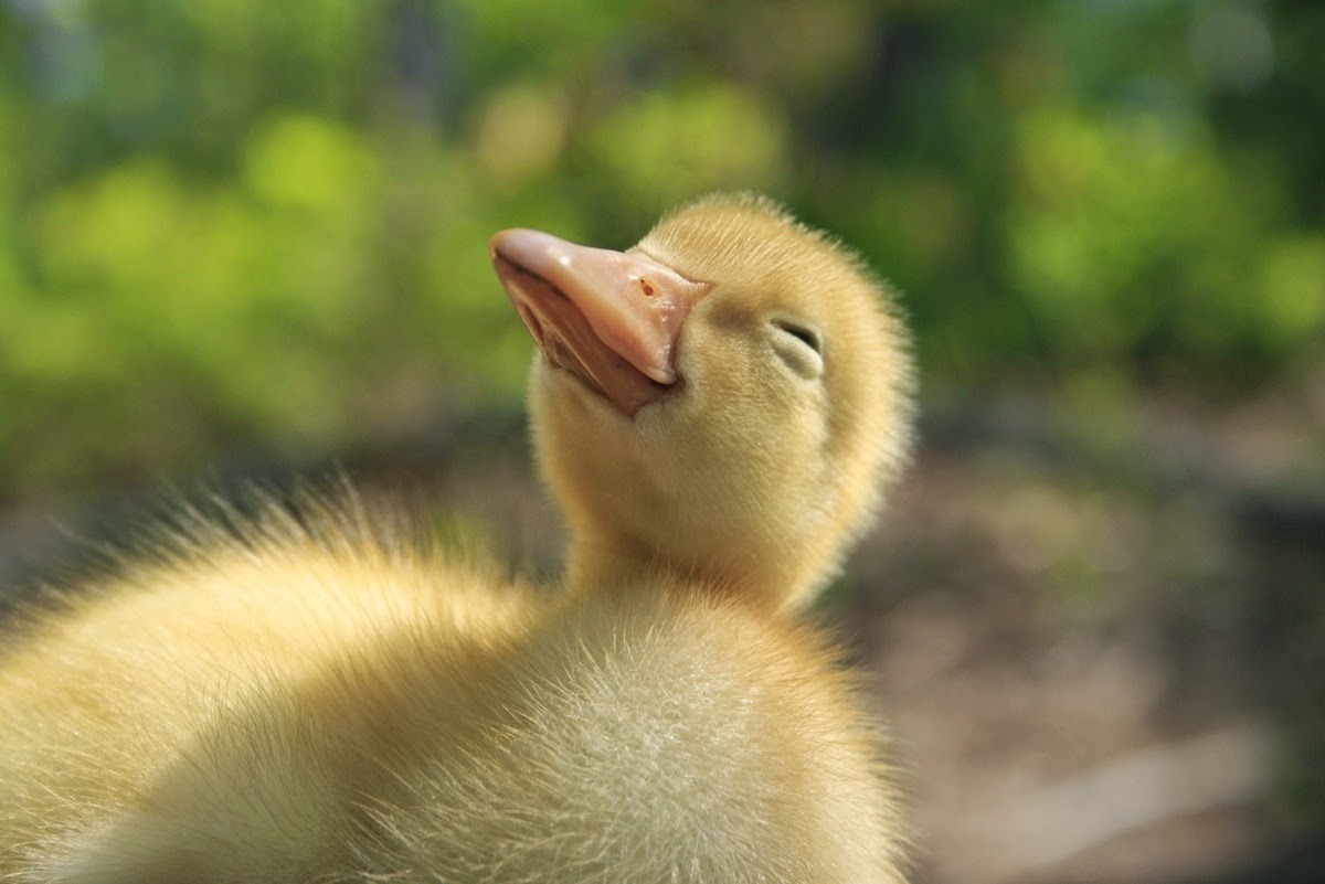 Cute Duck Wallpapers