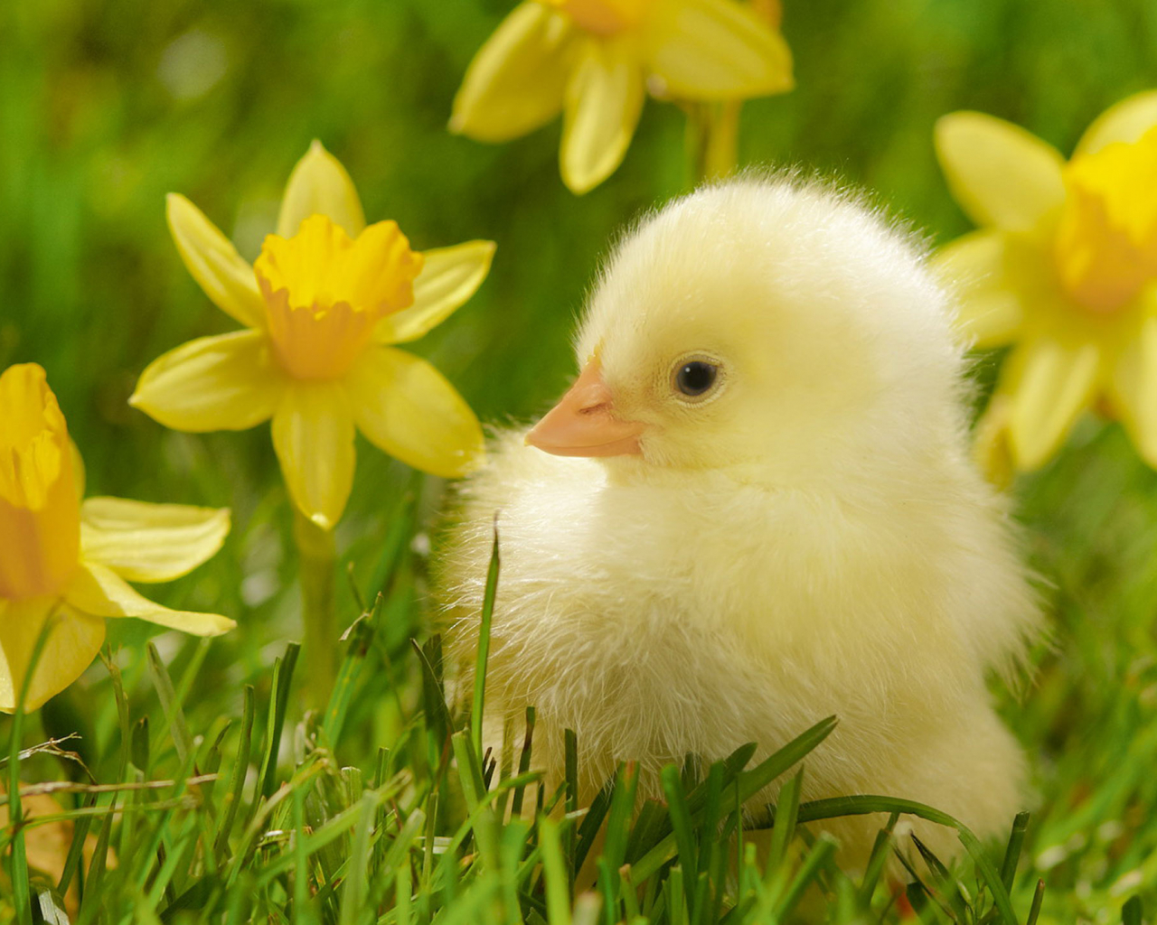 Cute Duck Wallpapers