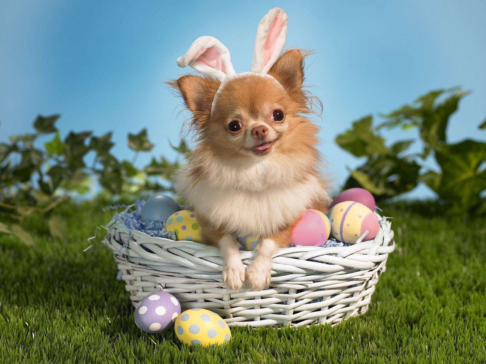 Cute Easter Wallpaper Wallpapers