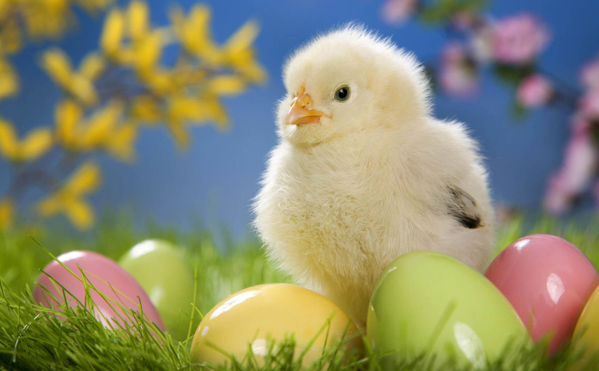 Cute Egg Wallpapers
