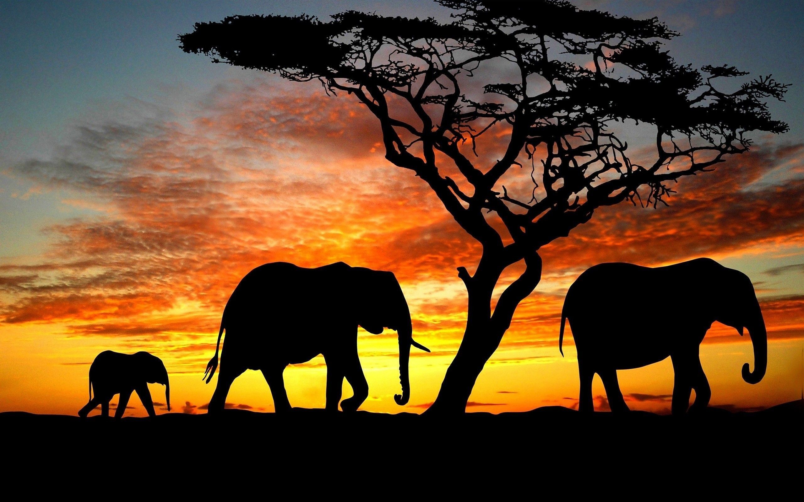 Cute Elephant Wallpapers