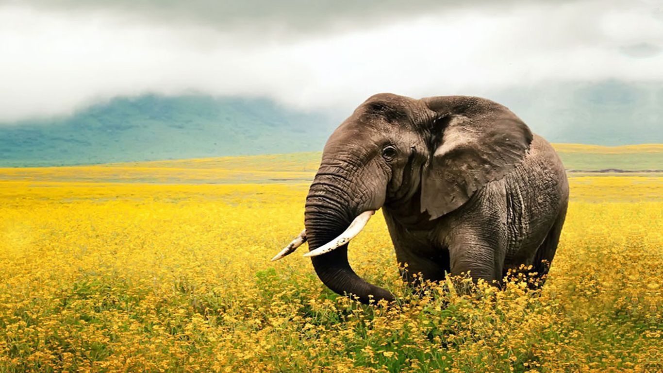 Cute Elephant Wallpapers