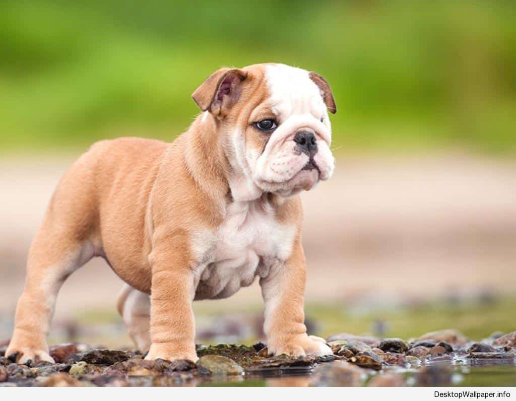 Cute English Bulldogs Wallpapers