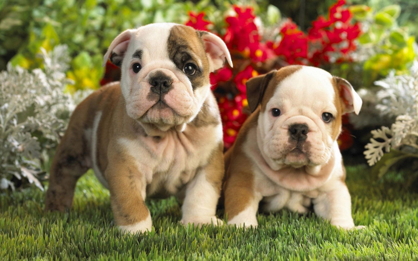 Cute English Bulldogs Wallpapers