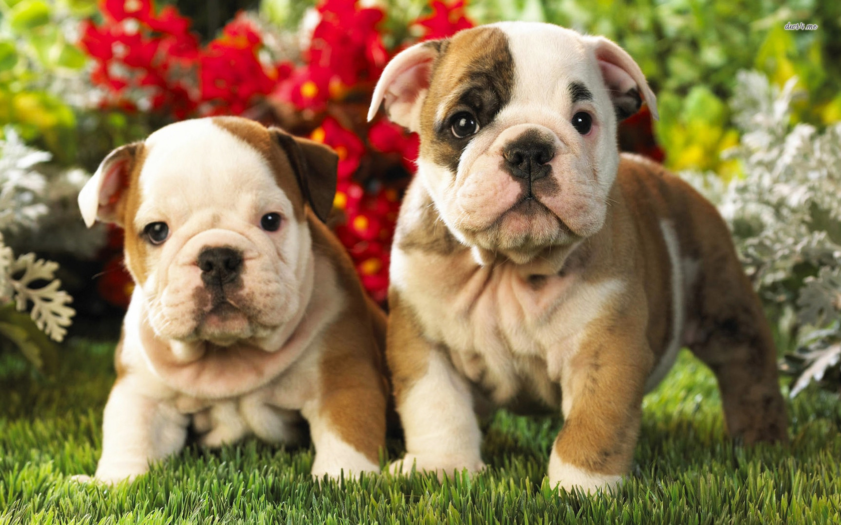 Cute English Bulldogs Wallpapers