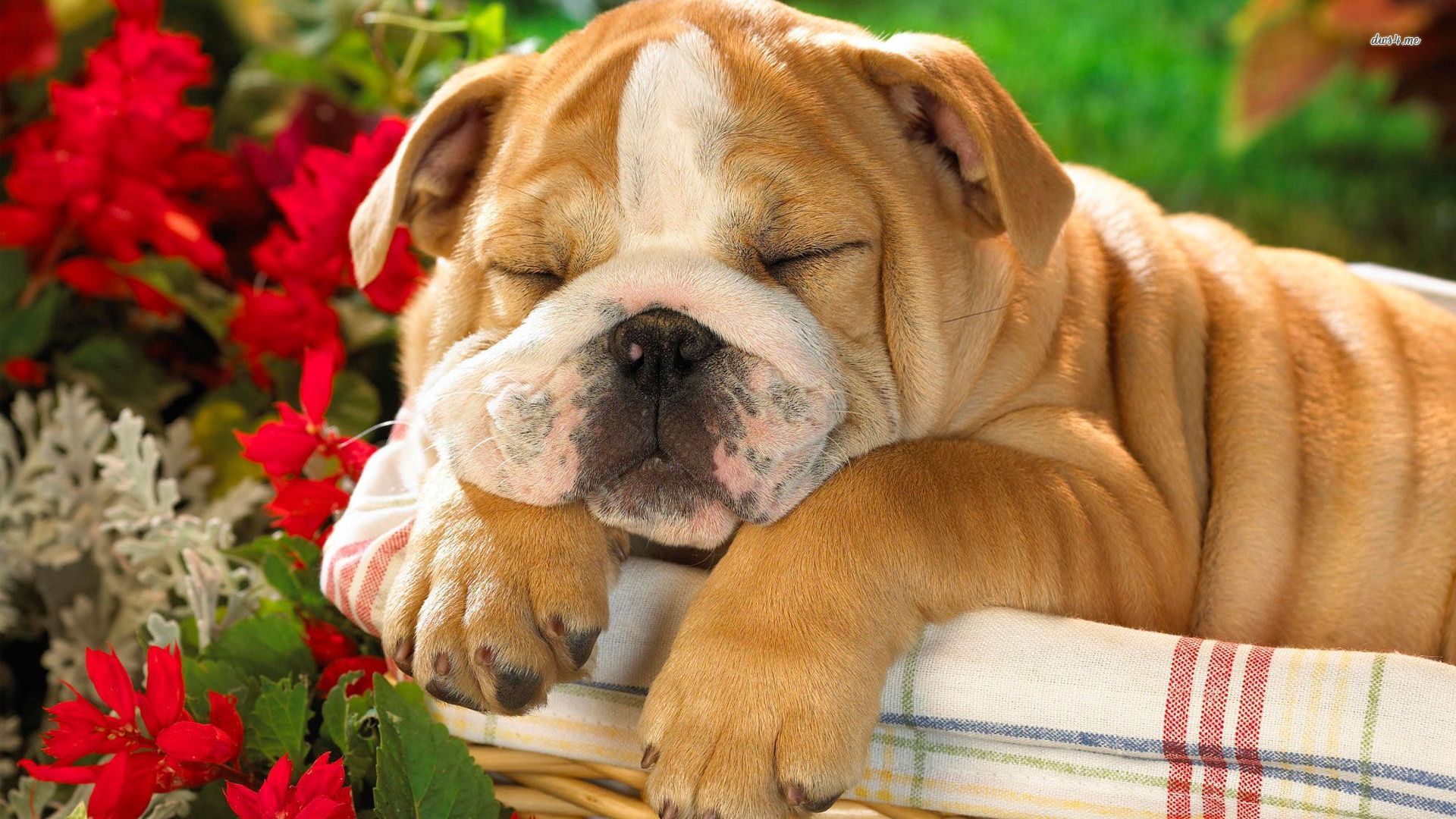 Cute English Bulldogs Wallpapers