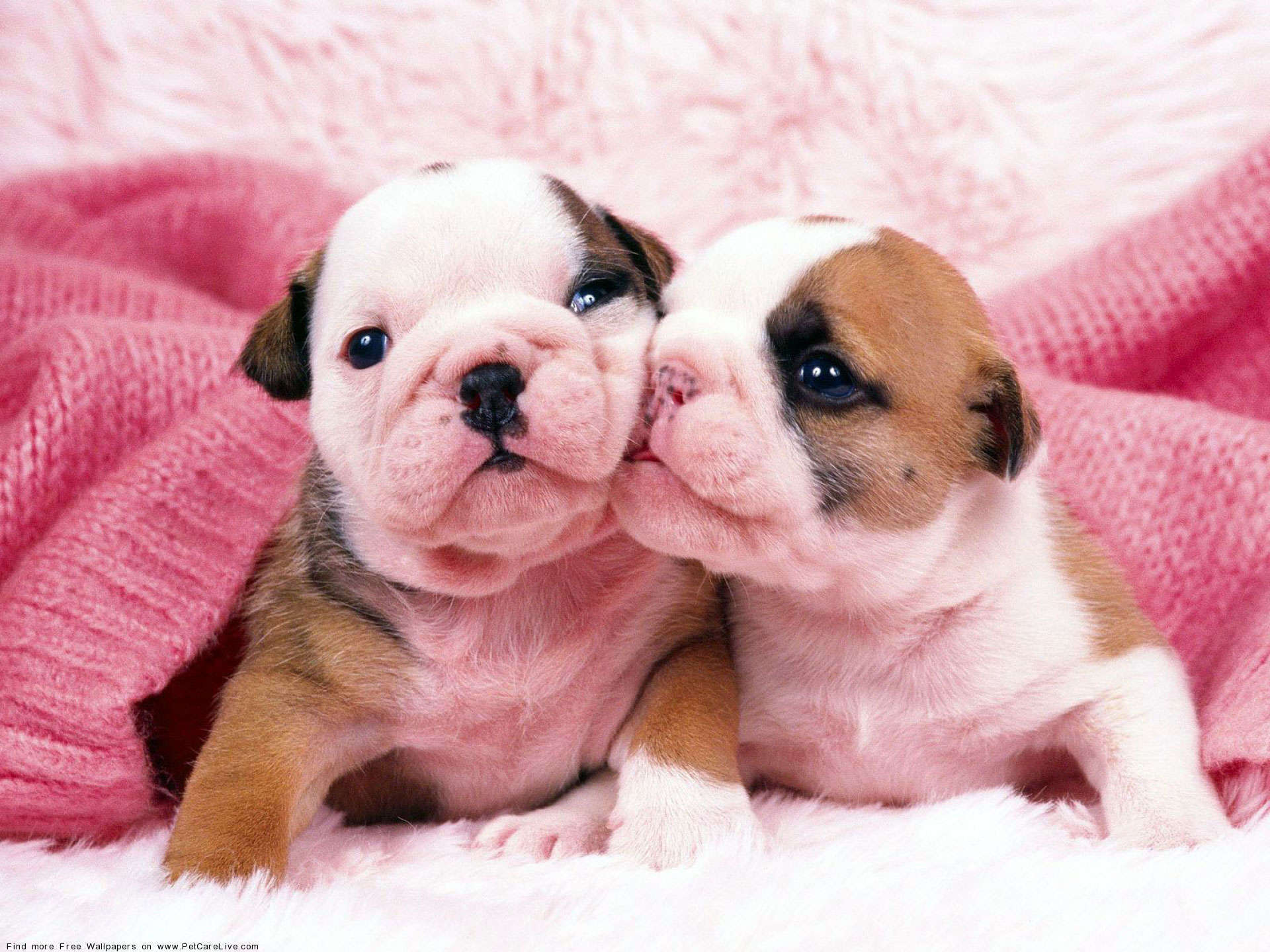 Cute English Bulldogs Wallpapers