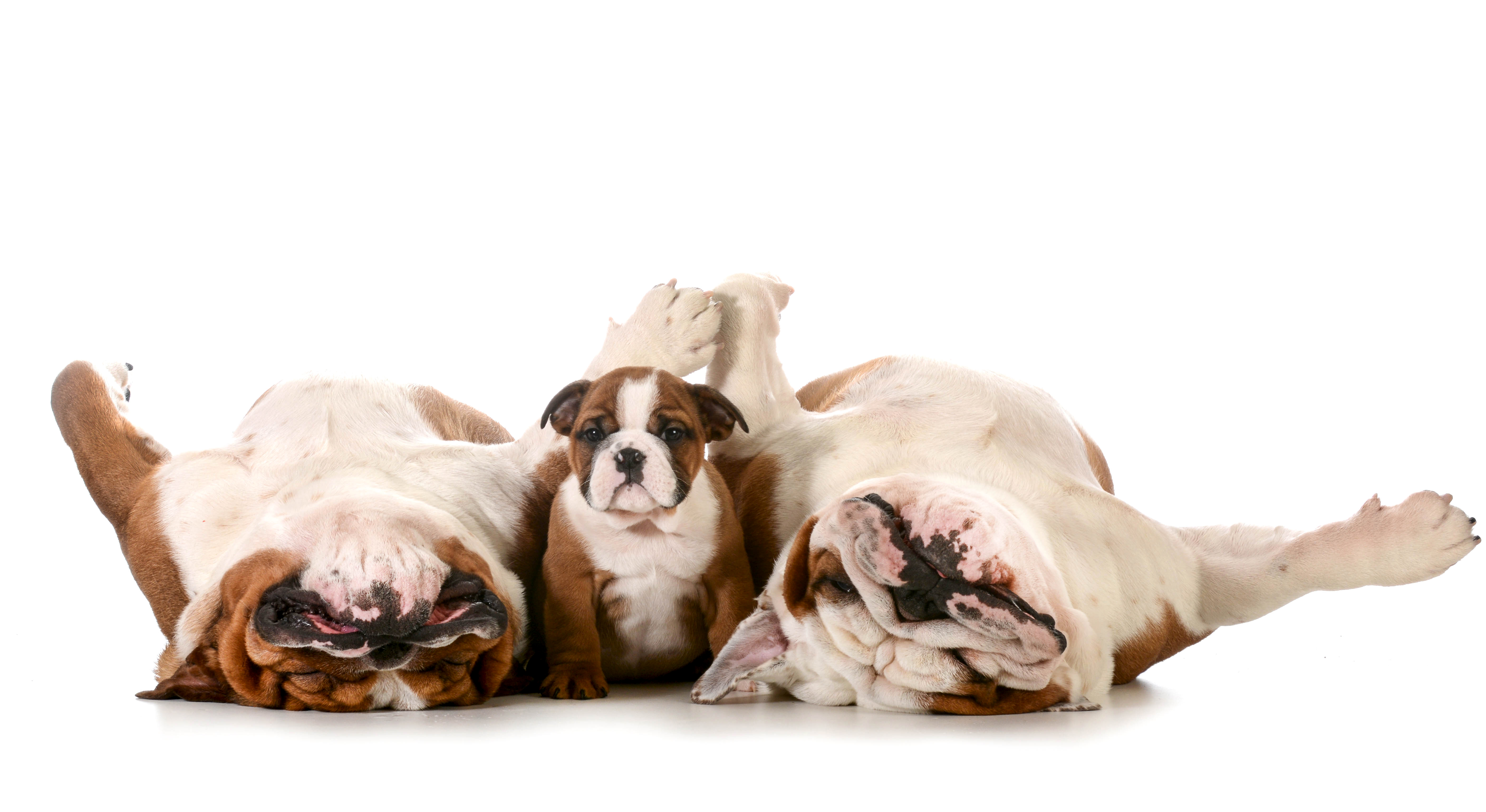 Cute English Bulldogs Wallpapers