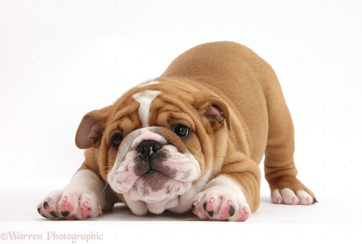 Cute English Bulldogs Wallpapers