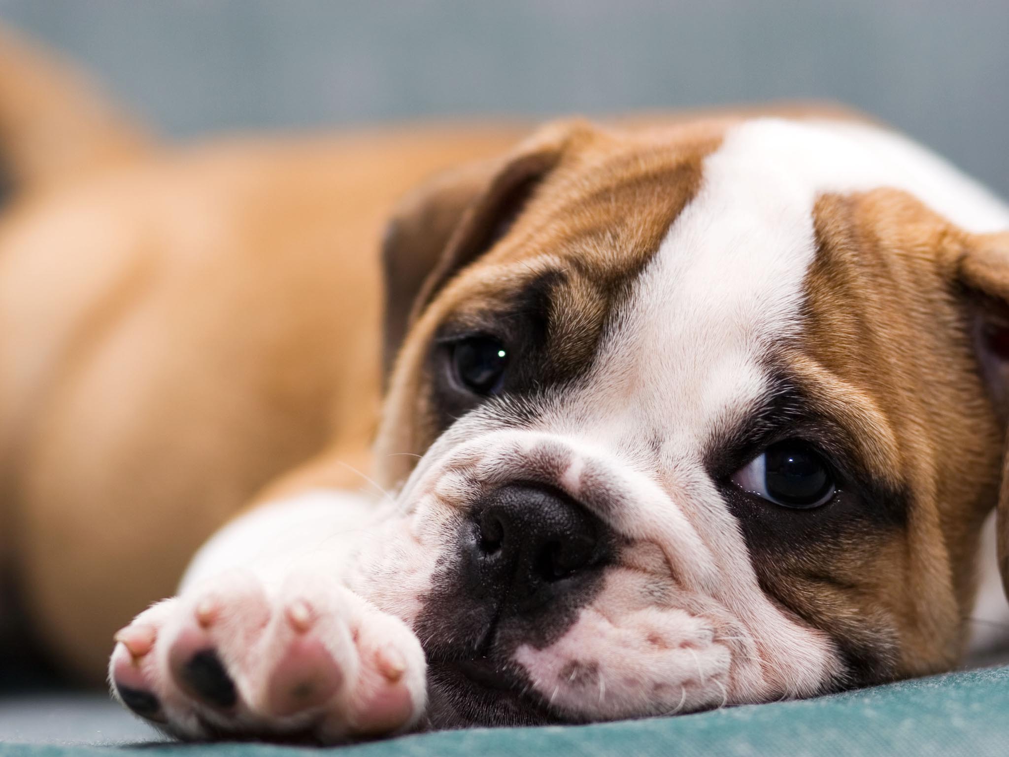 Cute English Bulldogs Wallpapers