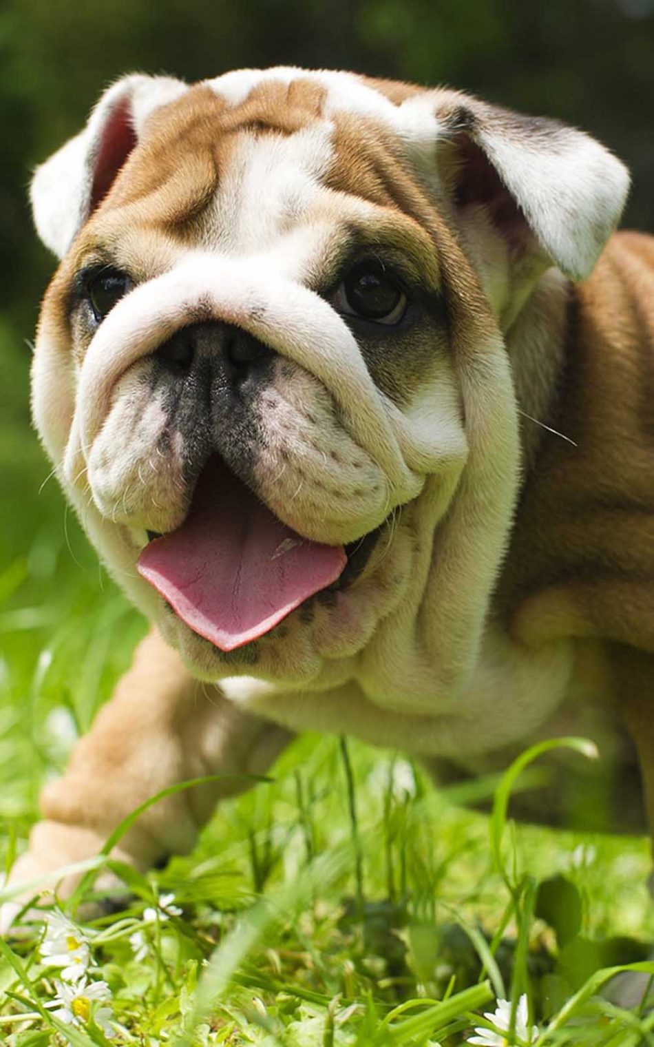 Cute English Bulldogs Wallpapers