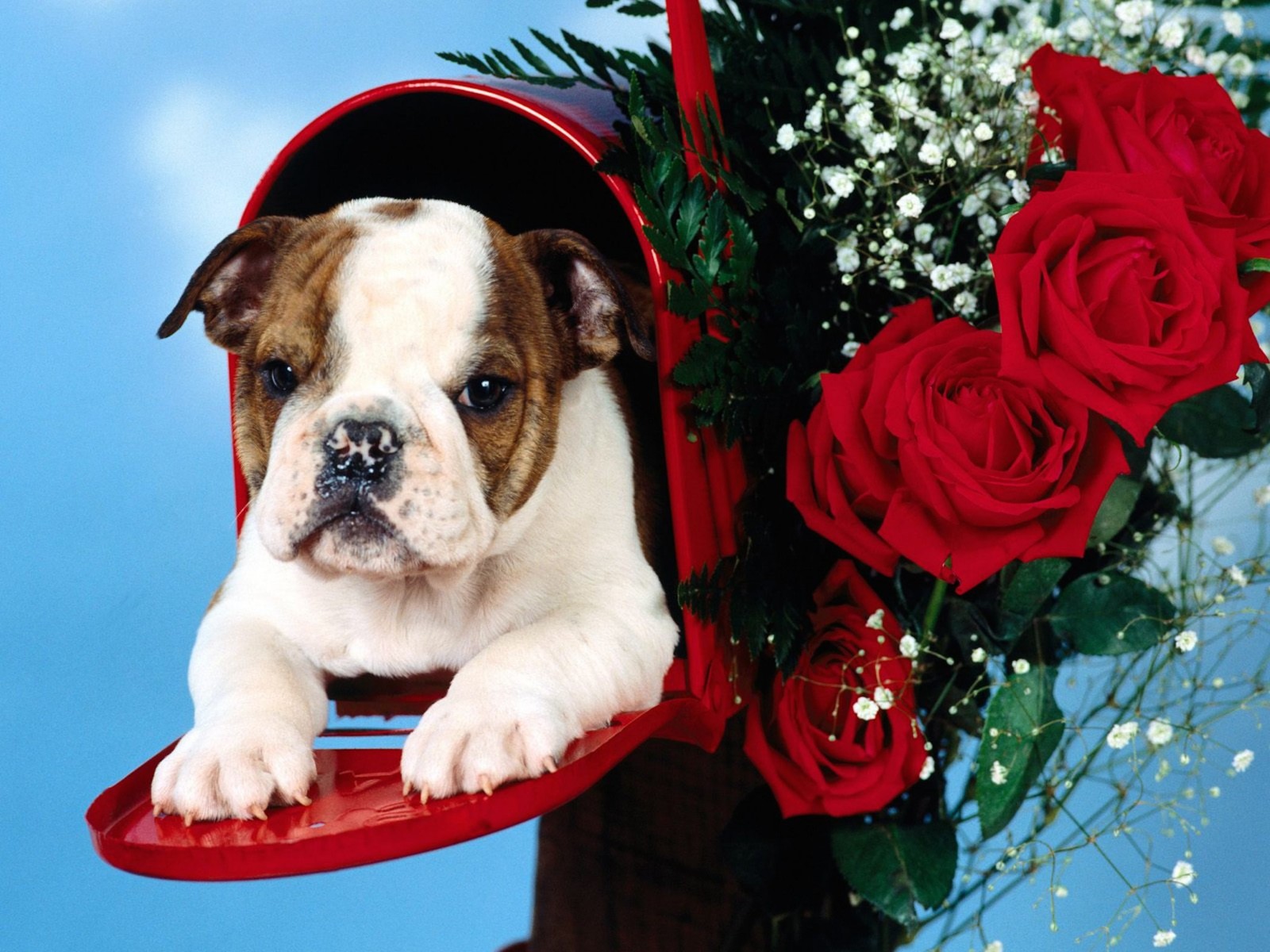 Cute English Bulldogs Wallpapers