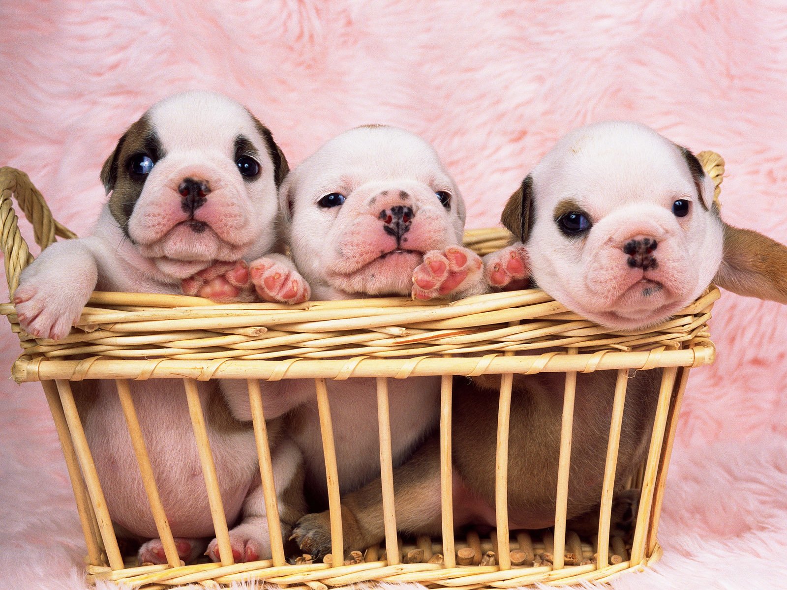 Cute English Bulldogs Wallpapers