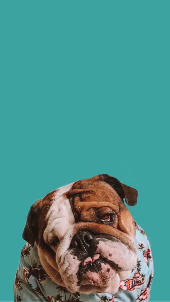 Cute English Bulldogs Wallpapers