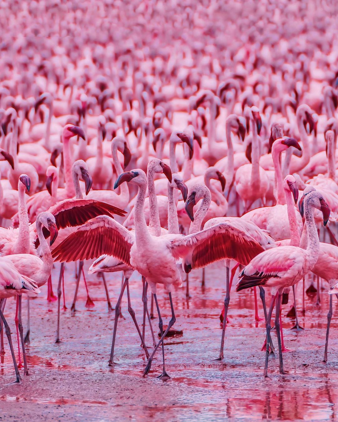 Cute Flamingo Wallpapers