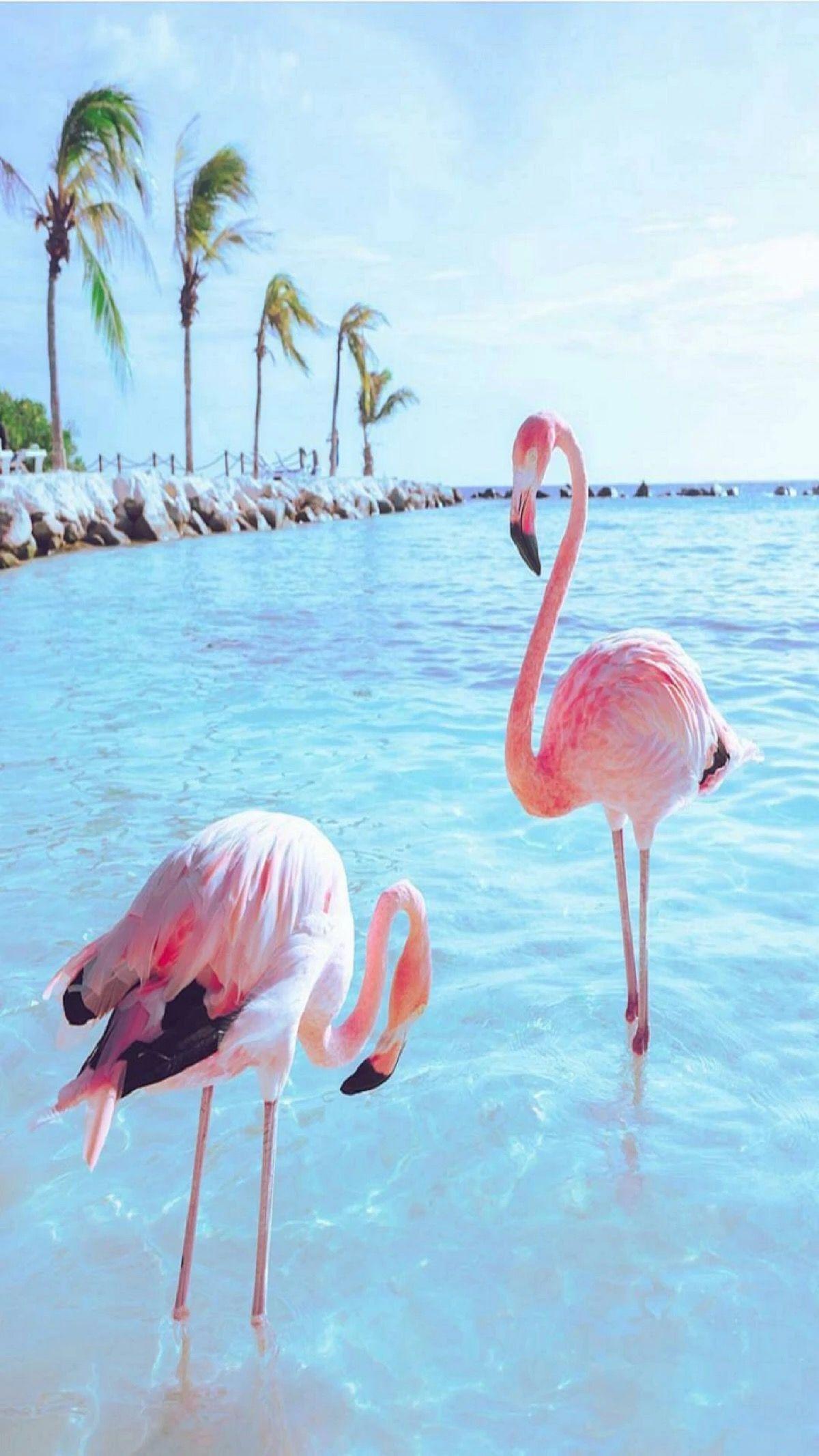 Cute Flamingo Wallpapers