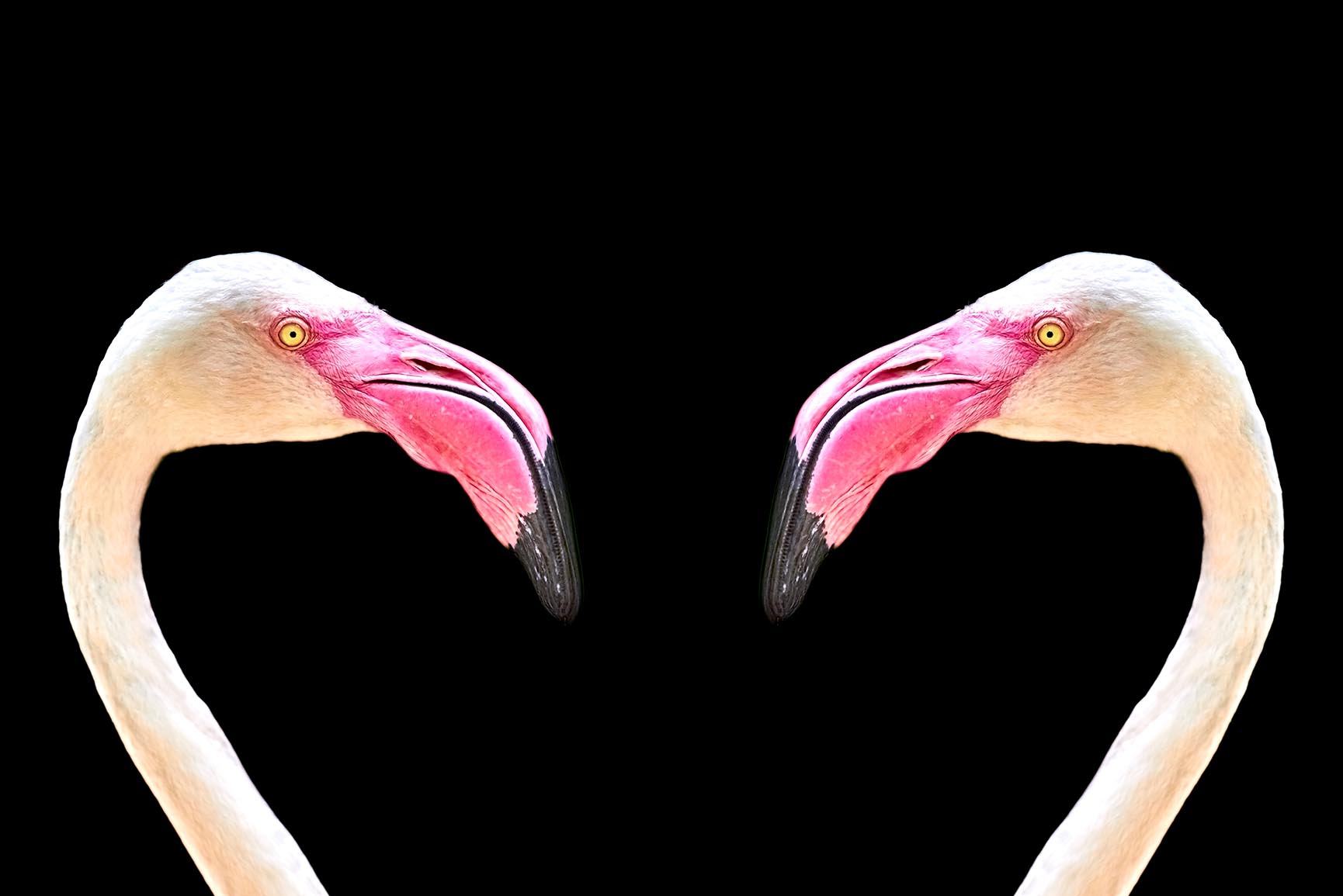 Cute Flamingo Wallpapers