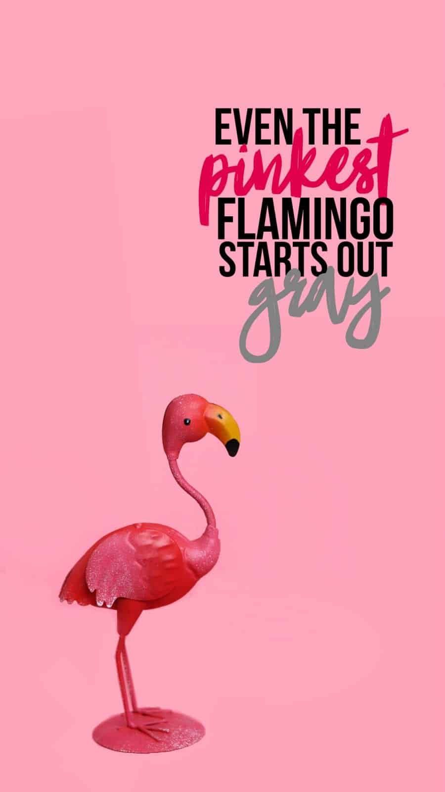 Cute Flamingo Wallpapers