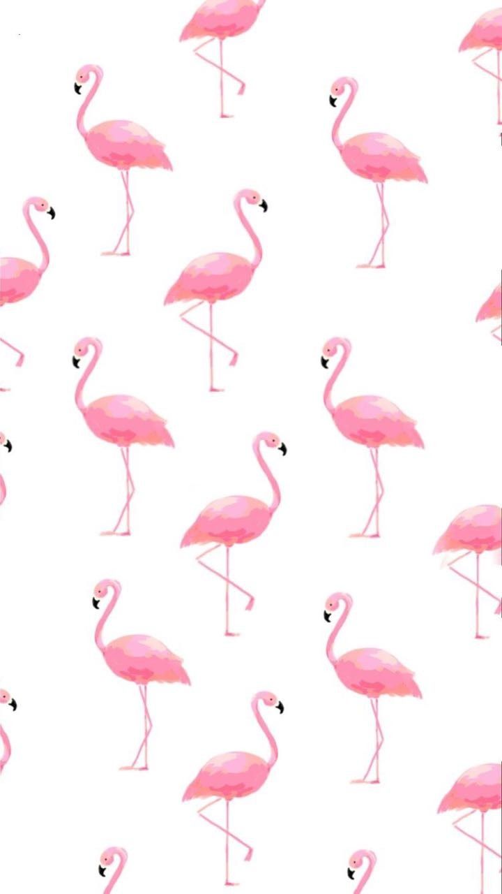 Cute Flamingo Wallpapers Wallpapers