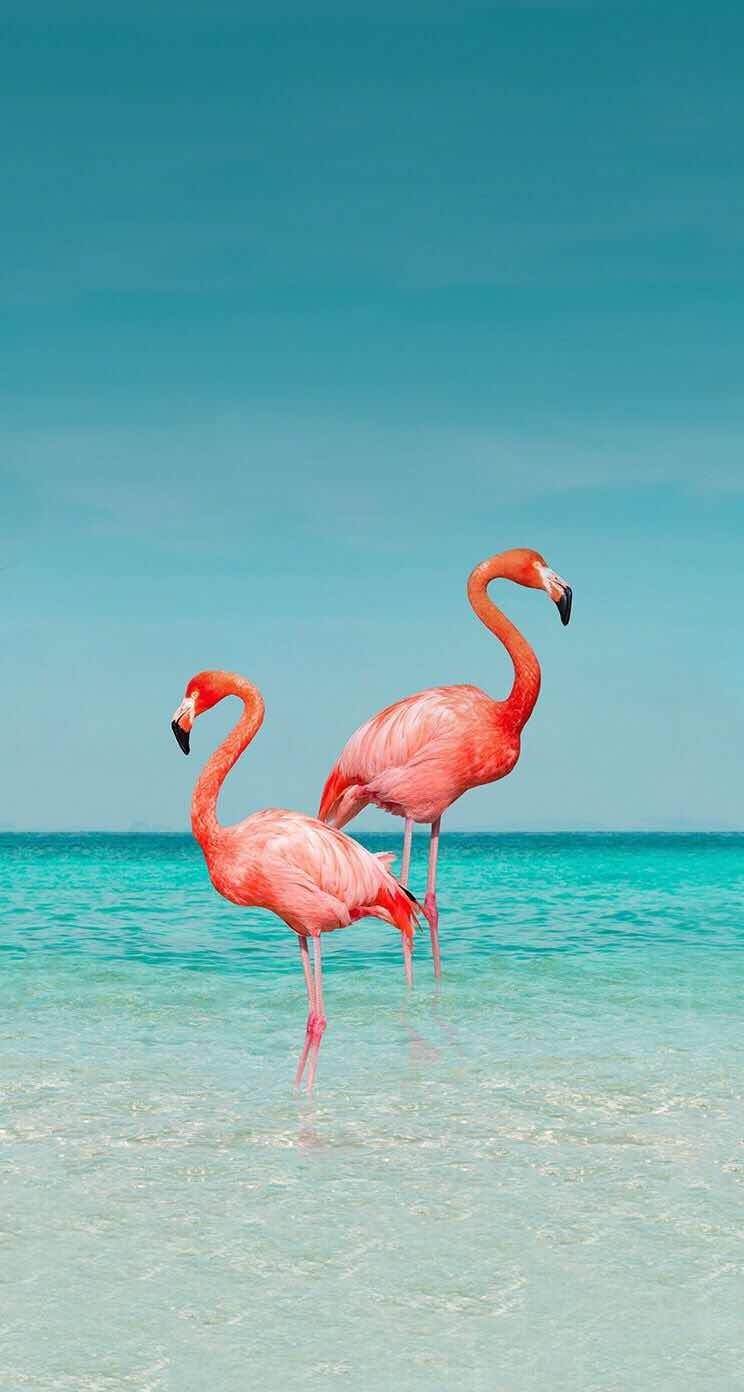 Cute Flamingo Wallpapers Wallpapers