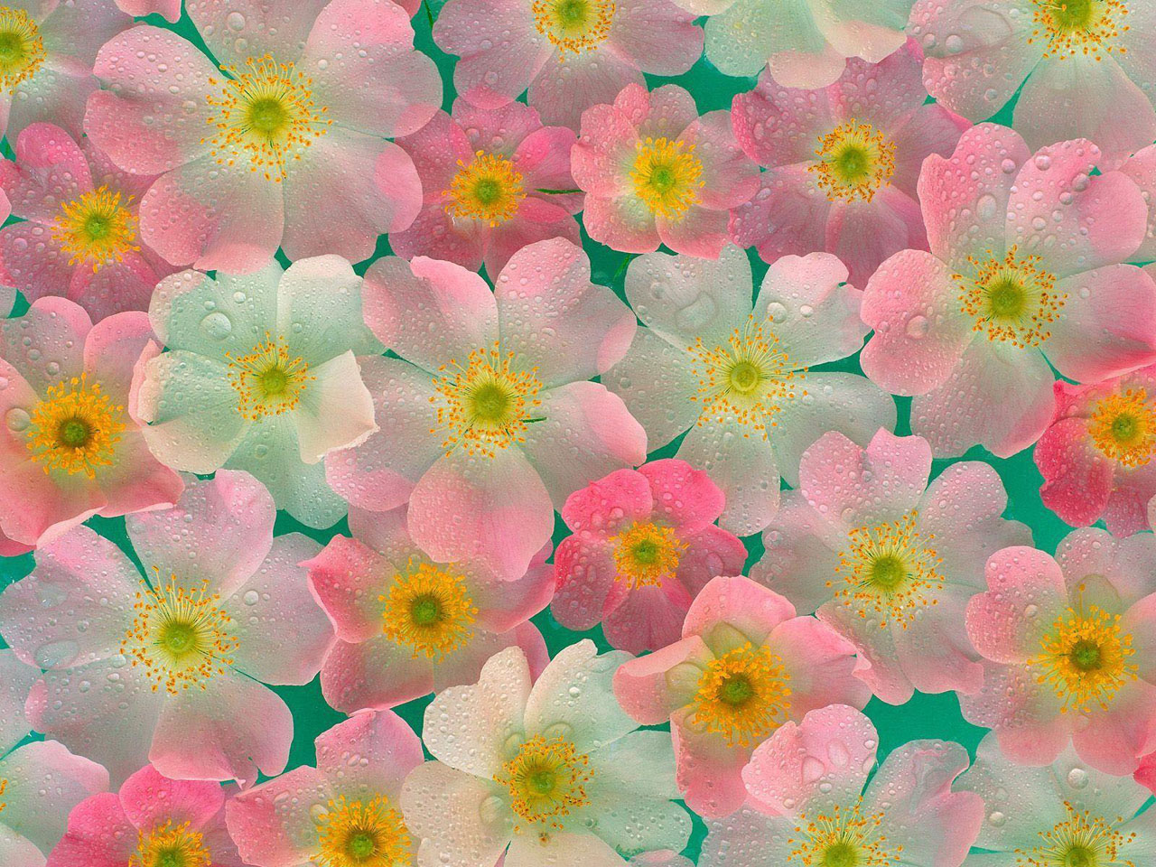 Cute Flower Wallpapers Wallpapers