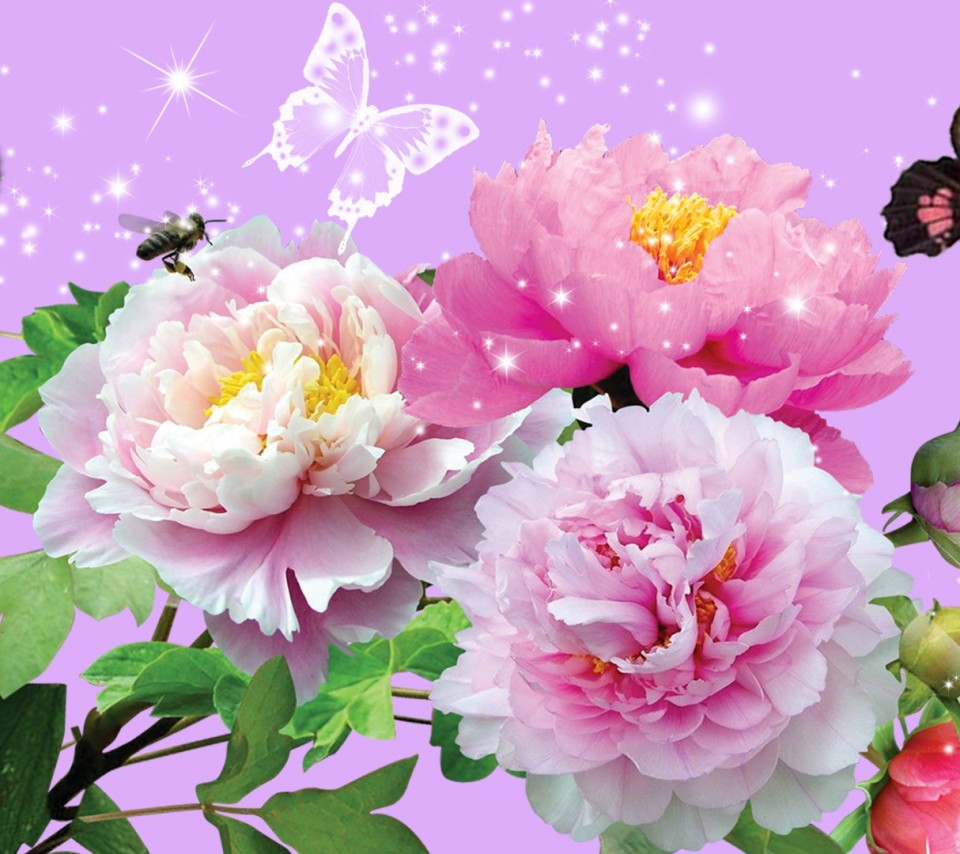 Cute Flower Wallpapers Wallpapers