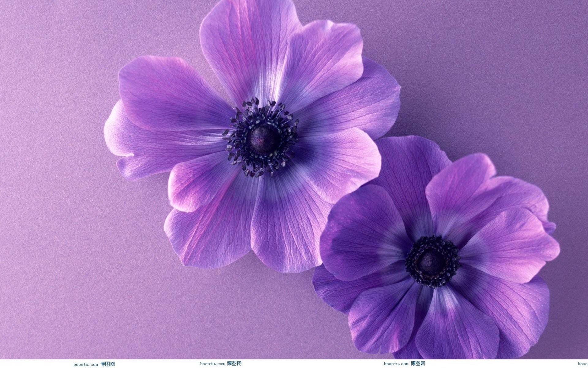 Cute Flower Wallpapers Wallpapers