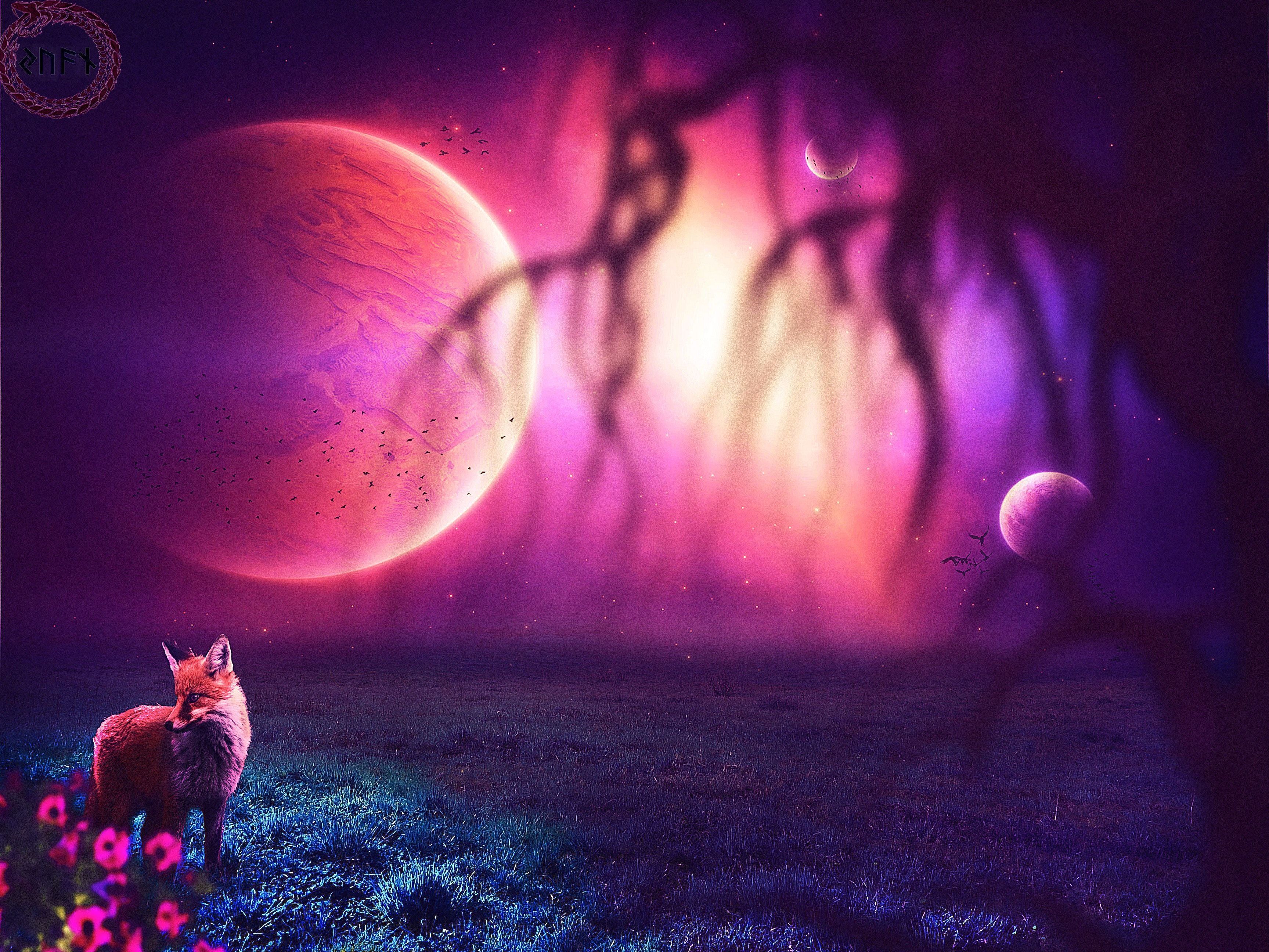 Cute Fox Wallpapers