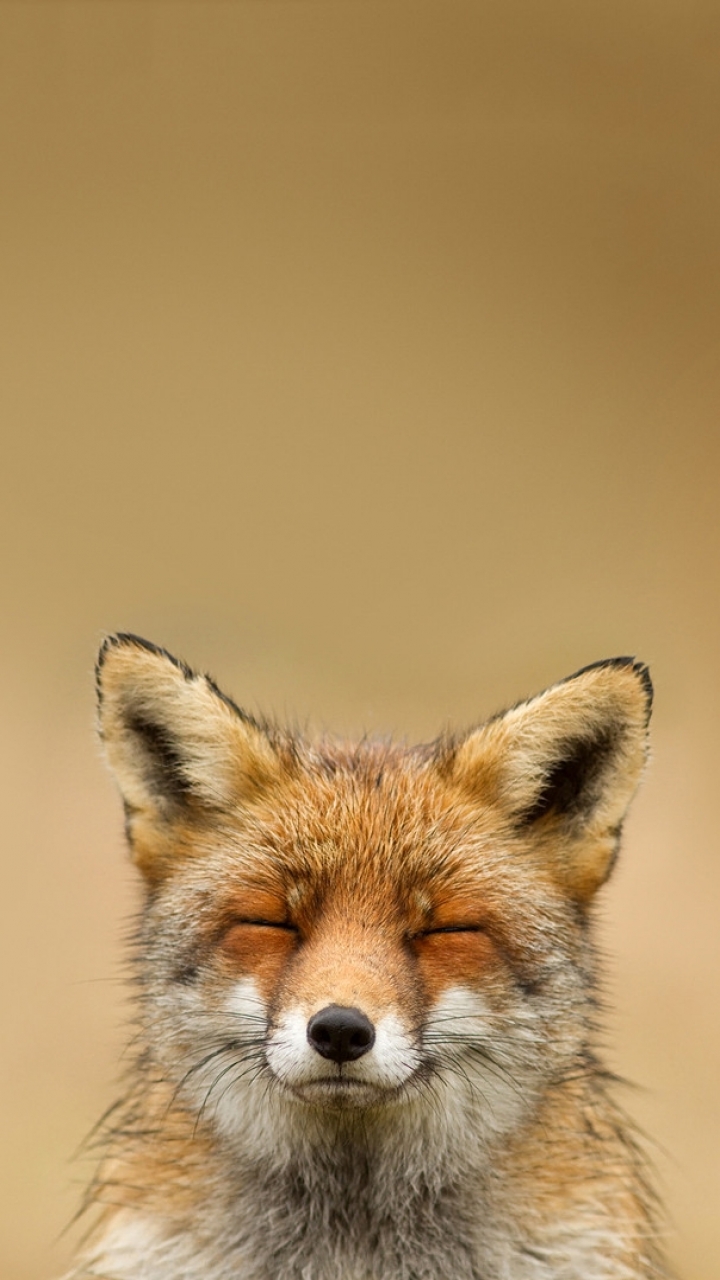 Cute Fox Phone Wallpapers Wallpapers