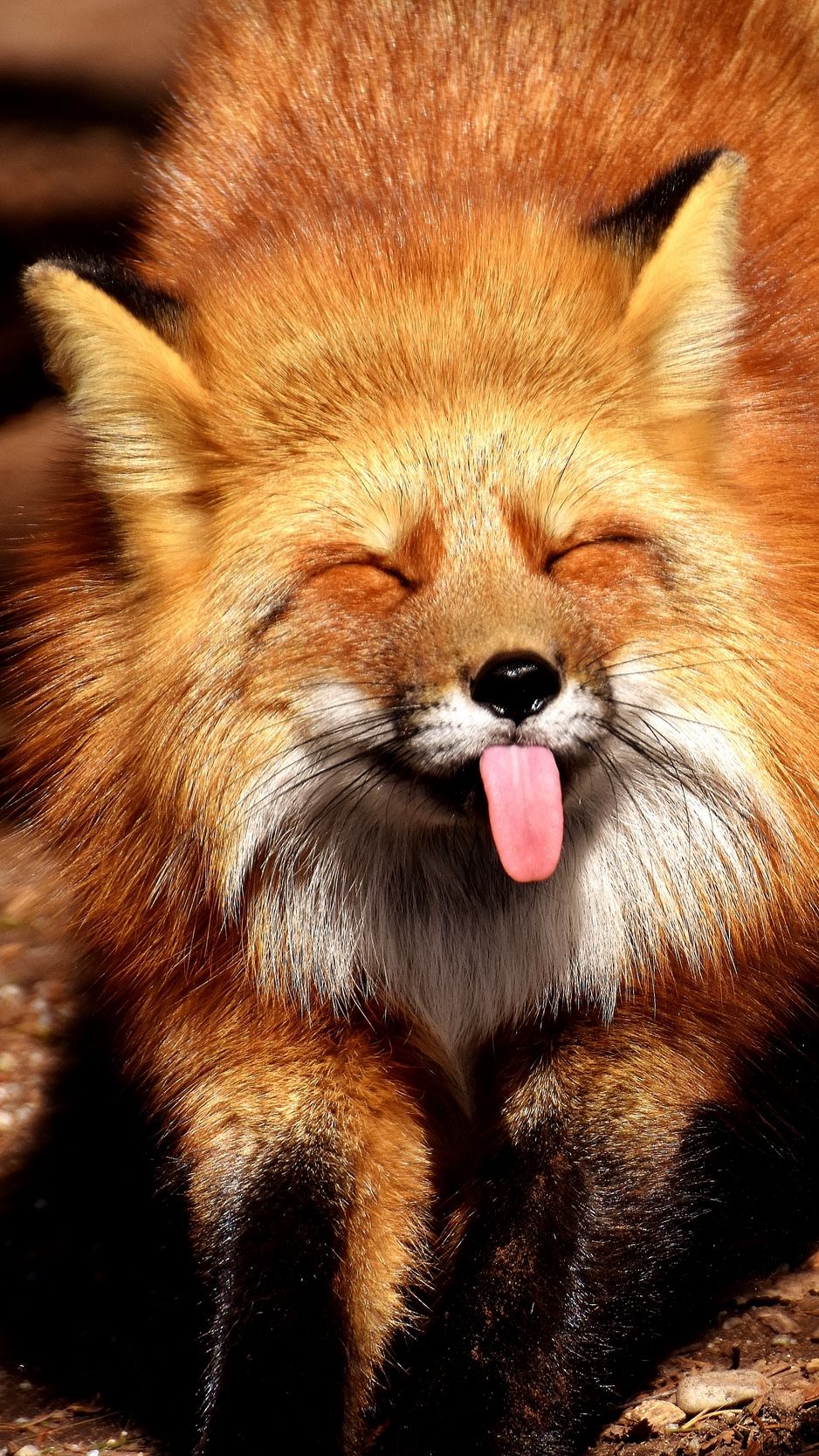 Cute Fox Phone Wallpapers Wallpapers