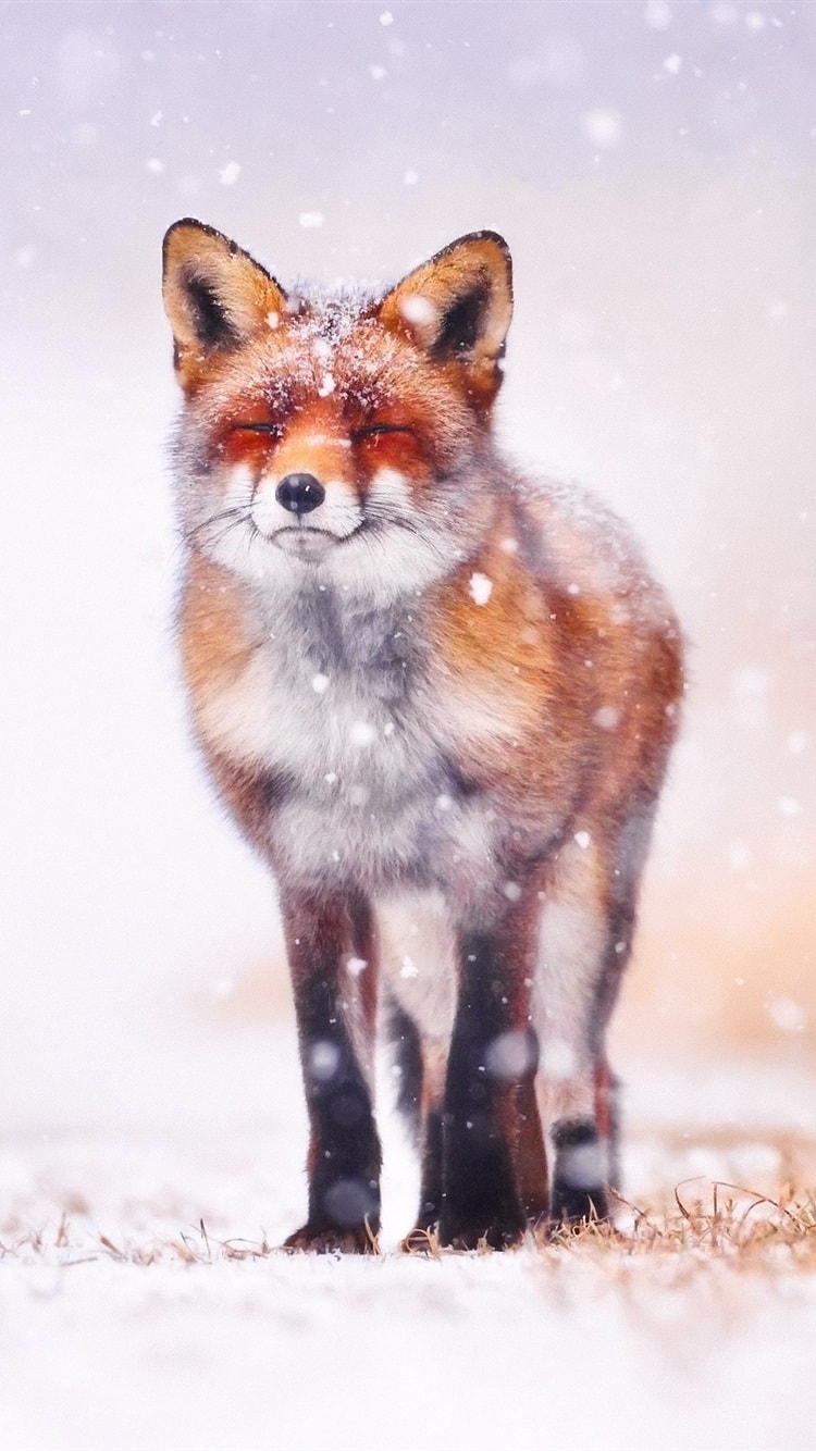 Cute Fox Phone Wallpapers Wallpapers