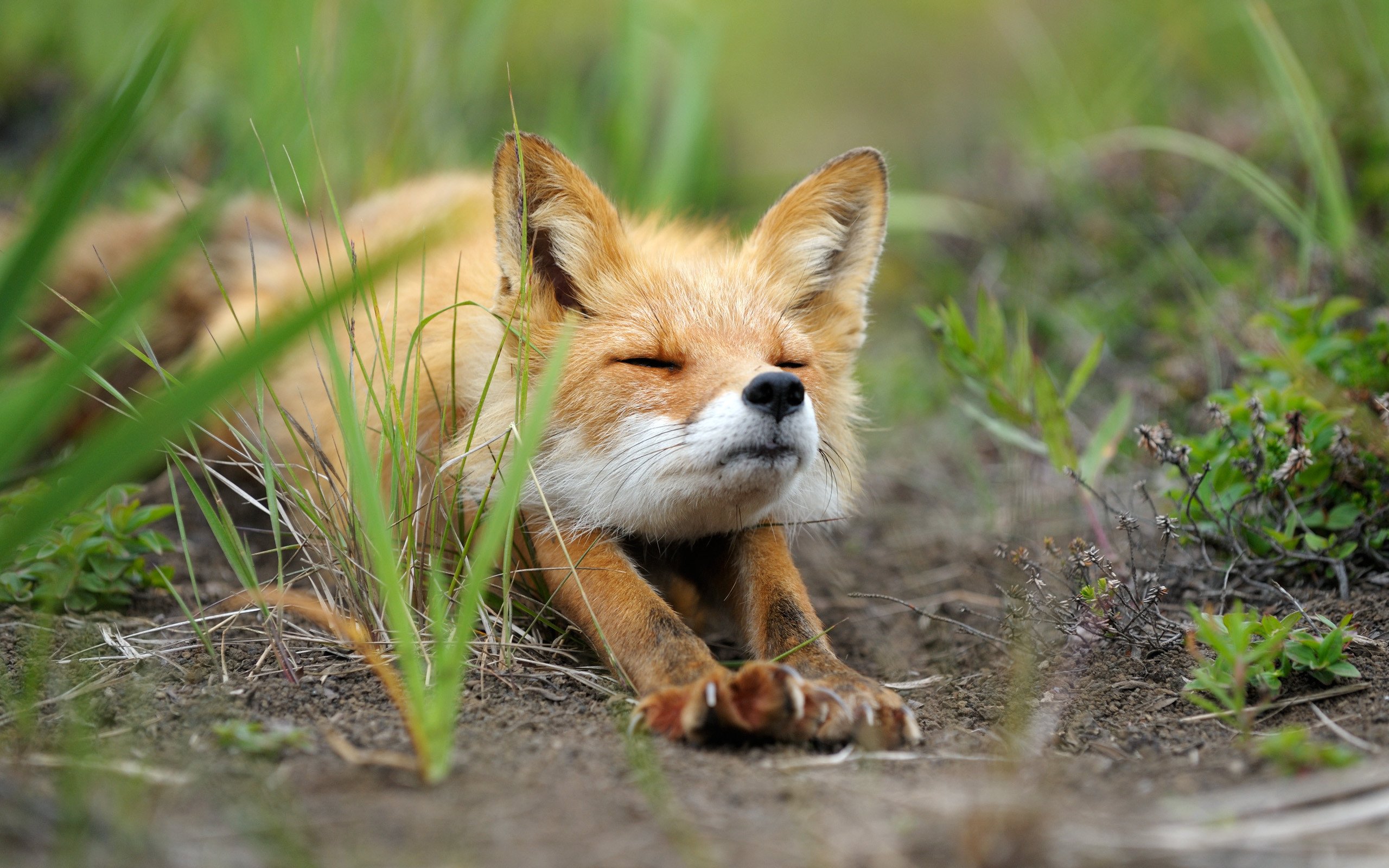 Cute Fox Wallpapers Wallpapers