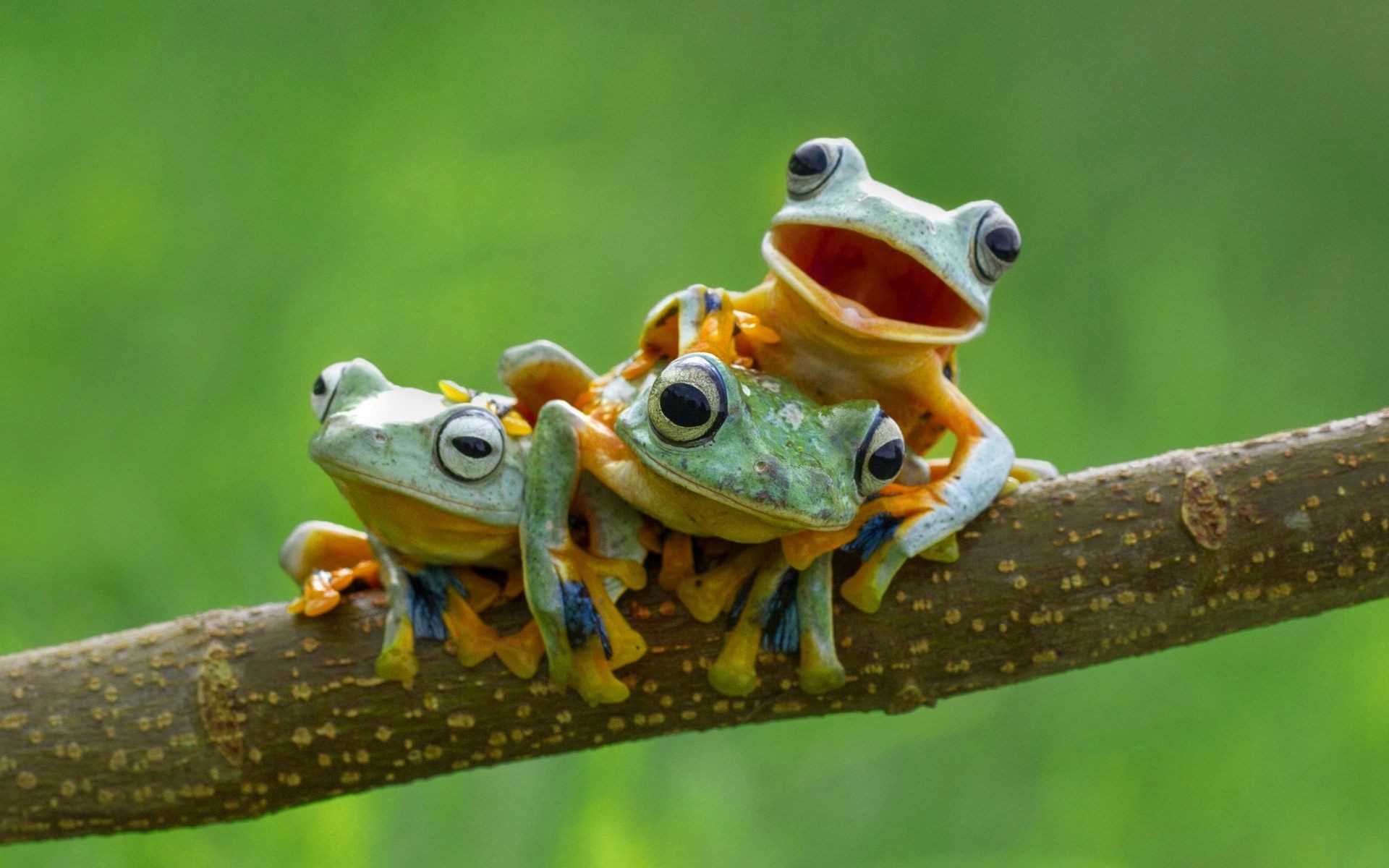 Cute Frogs Wallpapers