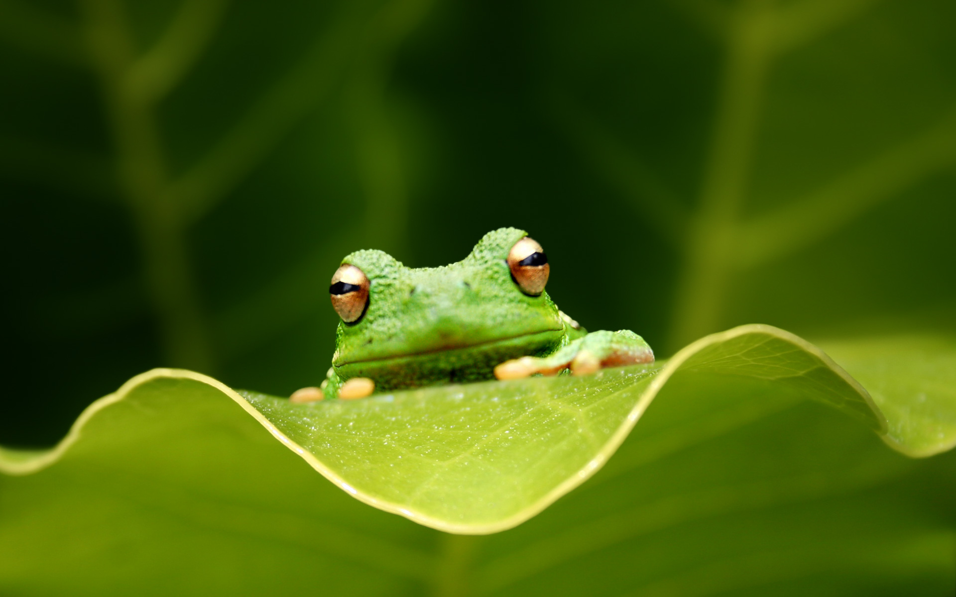 Cute Frogs Wallpapers