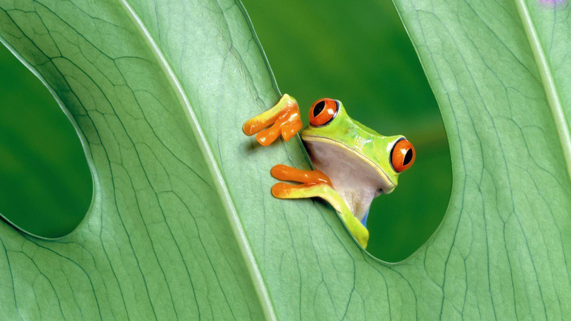 Cute Frogs Wallpapers