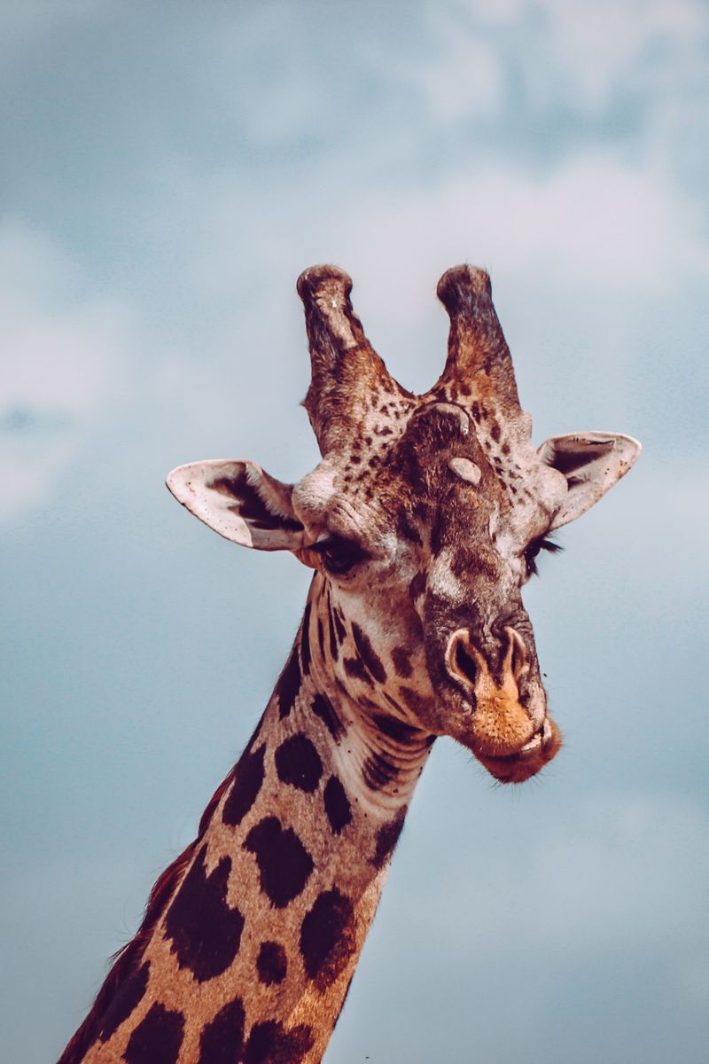 Cute Giraffe Iphone Wallpapers Wallpapers